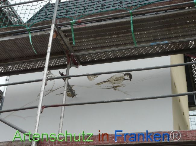 © Artenschutz in Franken® / Oberschmidt Bild zum Eintrag (1068787-160)