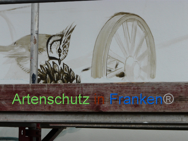© Artenschutz in Franken® / Oberschmidt Bild zum Eintrag (1068788-160)