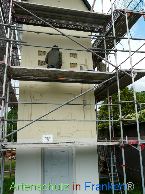 © Artenschutz in Franken® / Oberschmidt Bild zum Eintrag (1068789-160)