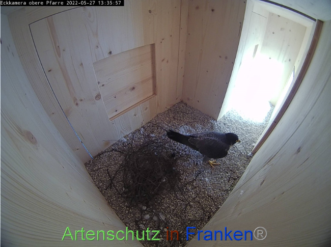 © Artenschutz in Franken® Bild zum Eintrag (1068909-160)