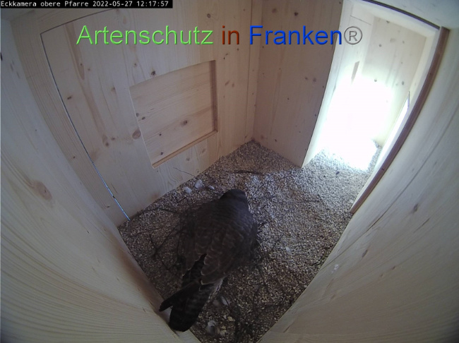 © Artenschutz in Franken® Bild zum Eintrag (1068910-160)