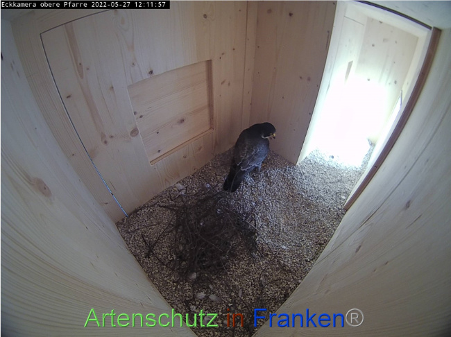 © Artenschutz in Franken® Bild zum Eintrag (1068911-160)