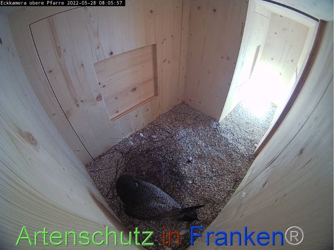 © Artenschutz in Franken® Bild zum Eintrag (1068914-160)