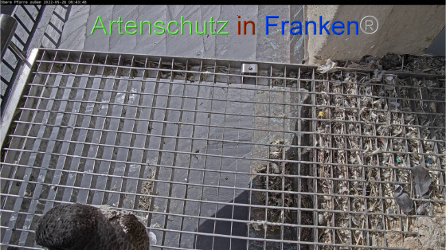 © Artenschutz in Franken® Bild zum Eintrag (1068915-160)