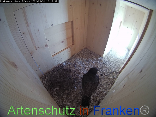 © Artenschutz in Franken® Bild zum Eintrag (1069100-160)