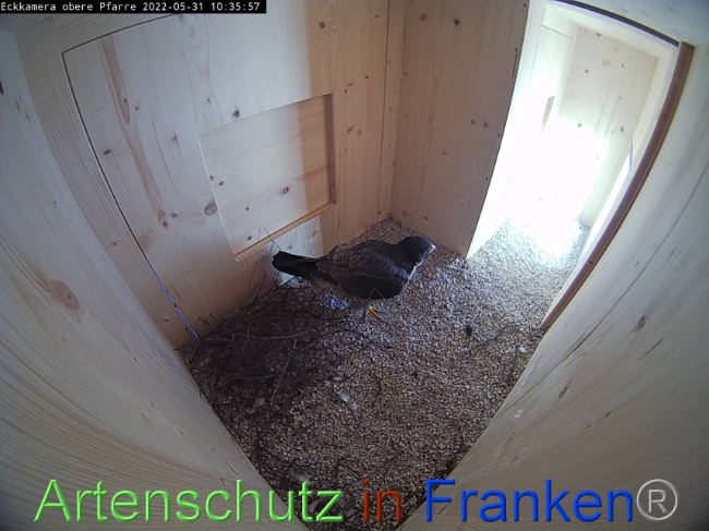 © Artenschutz in Franken® Bild zum Eintrag (1069101-160)