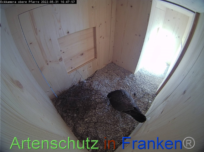 © Artenschutz in Franken® Bild zum Eintrag (1069102-160)