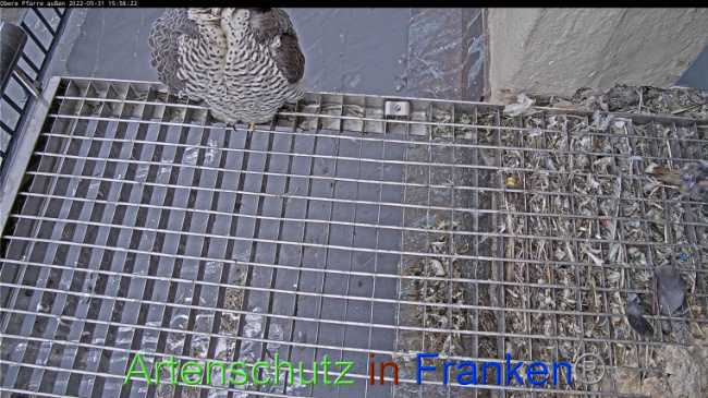 © Artenschutz in Franken® Bild zum Eintrag (1069103-160)
