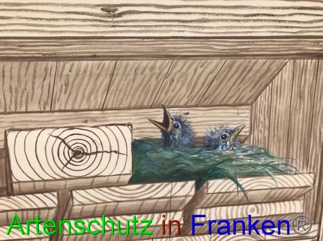 © Artenschutz in Franken® Bild zum Eintrag (1069225-160)