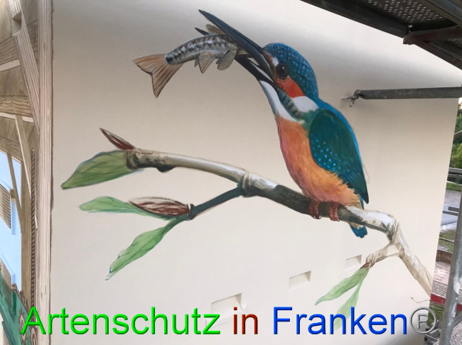 © Artenschutz in Franken® Bild zum Eintrag (1069319-160)