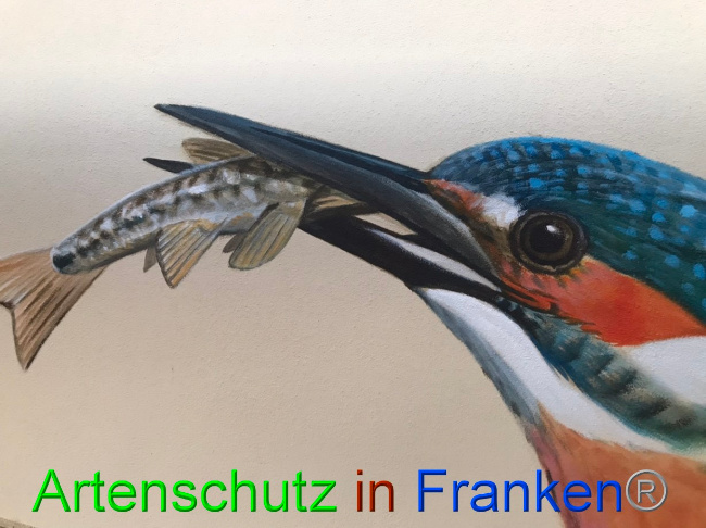 © Artenschutz in Franken® Bild zum Eintrag (1069320-160)