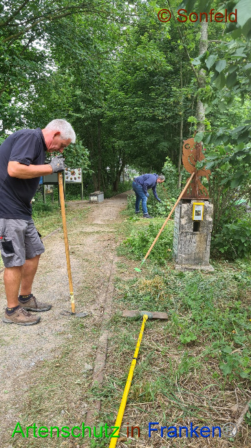 © Artenschutz in Franken® / Sonfeld Bild zum Eintrag (1069342-160)