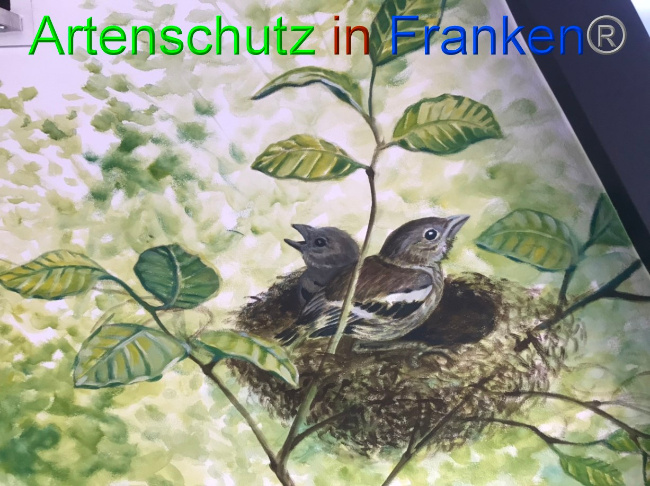 © Artenschutz in Franken® Bild zum Eintrag (1069402-160)
