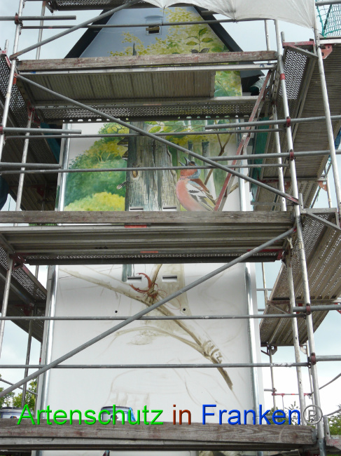 © Artenschutz in Franken® / Oberschmidt Bild zum Eintrag (1069530-160)