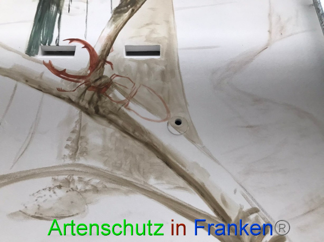 © Artenschutz in Franken® Bild zum Eintrag (1069540-160)