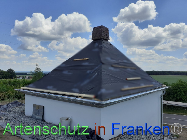 © Artenschutz in Franken® Bild zum Eintrag (1069688-160)