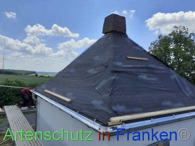 © Artenschutz in Franken® Bild zum Eintrag (1069691-160)