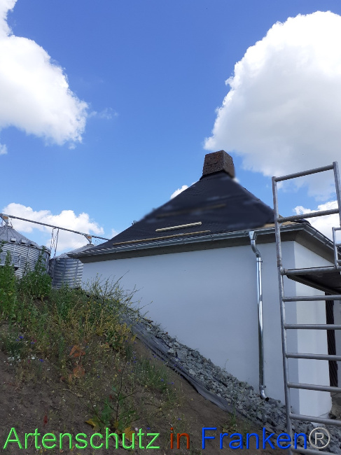© Artenschutz in Franken® Bild zum Eintrag (1069692-160)