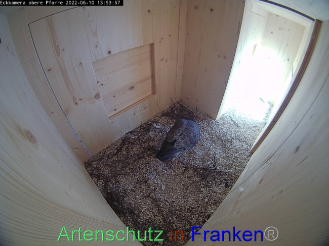 © Artenschutz in Franken® Bild zum Eintrag (1069944-160)