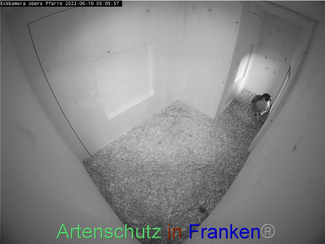 © Artenschutz in Franken® Bild zum Eintrag (1069945-160)