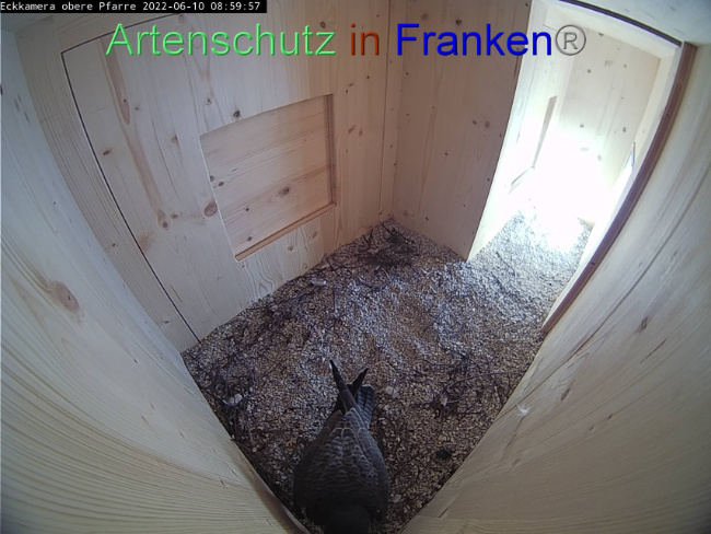 © Artenschutz in Franken® Bild zum Eintrag (1069946-160)