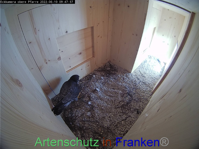 © Artenschutz in Franken® Bild zum Eintrag (1069947-160)