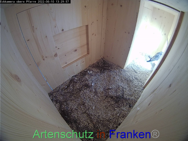 © Artenschutz in Franken® Bild zum Eintrag (1069948-160)
