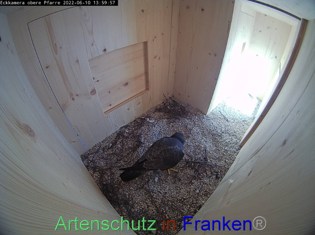 © Artenschutz in Franken® Bild zum Eintrag (1069949-160)