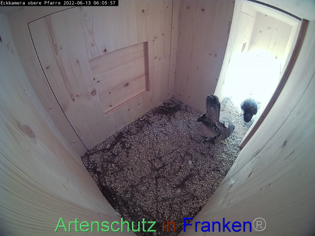 © Artenschutz in Franken® Bild zum Eintrag (1069953-160)