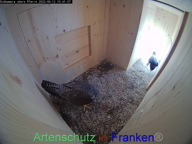 © Artenschutz in Franken® Bild zum Eintrag (1069954-160)