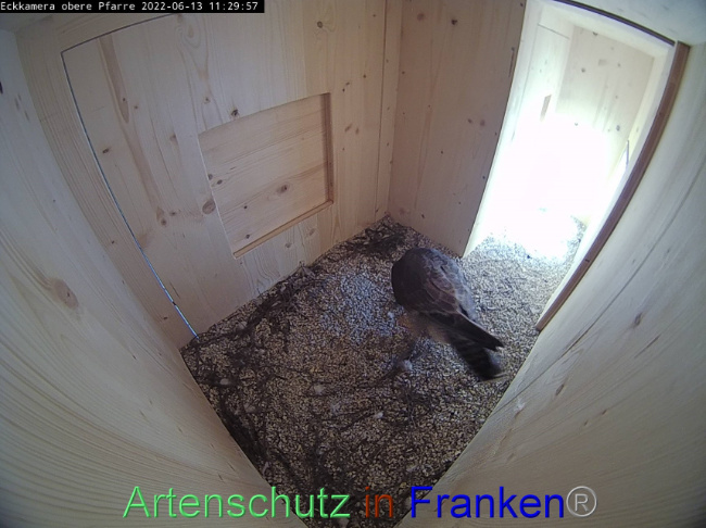 © Artenschutz in Franken® Bild zum Eintrag (1069955-160)