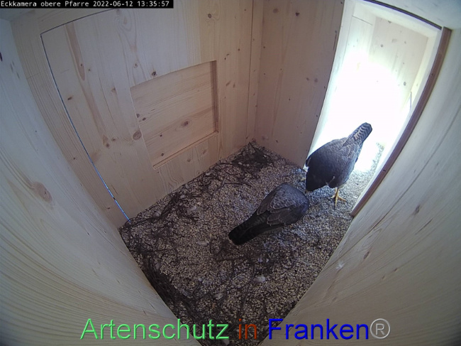 © Artenschutz in Franken® Bild zum Eintrag (1069956-160)