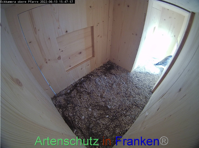 © Artenschutz in Franken® Bild zum Eintrag (1069957-160)