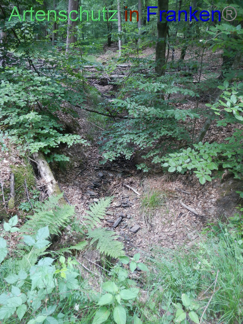 © Artenschutz in Franken® Bild zum Eintrag (1070028-160)