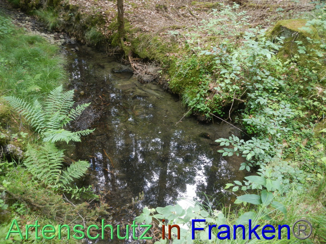 © Artenschutz in Franken® Bild zum Eintrag (1070033-160)