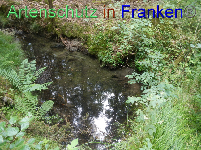 © Artenschutz in Franken® Bild zum Eintrag (1070034-160)