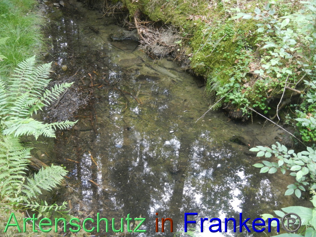 © Artenschutz in Franken® Bild zum Eintrag (1070039-160)