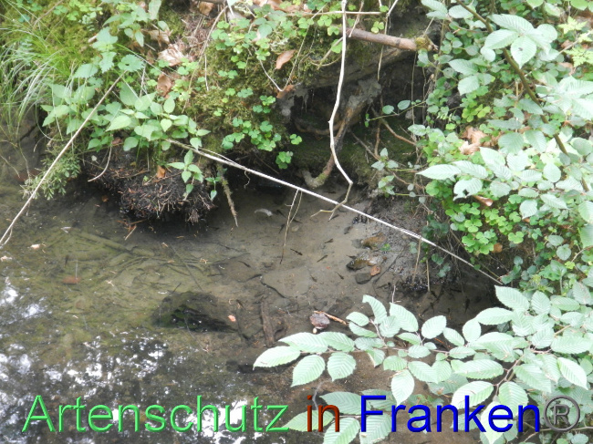 © Artenschutz in Franken® Bild zum Eintrag (1070042-160)