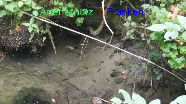© Artenschutz in Franken® Bild zum Eintrag (1070043-160)