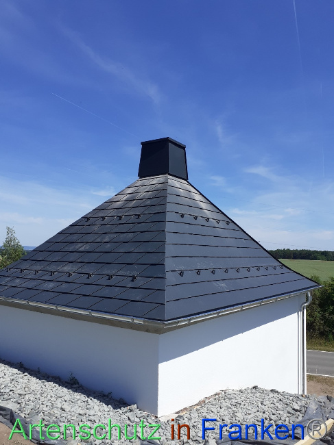 © Artenschutz in Franken® Bild zum Eintrag (1070071-160)