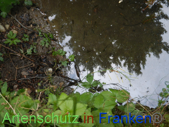 © Artenschutz in Franken® Bild zum Eintrag (1070187-160)