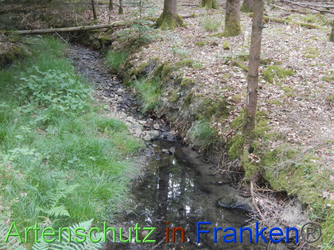 © Artenschutz in Franken® Bild zum Eintrag (1070189-160)