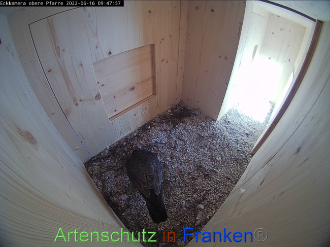 © Artenschutz in Franken® Bild zum Eintrag (1070197-160)