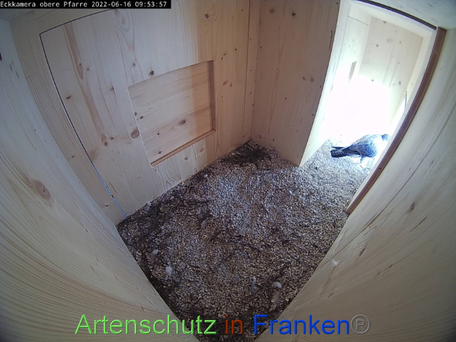 © Artenschutz in Franken® Bild zum Eintrag (1070198-160)