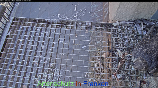 © Artenschutz in Franken® Bild zum Eintrag (1070202-160)