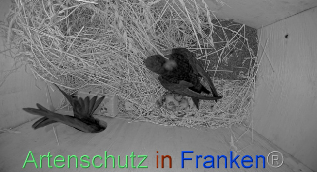 © Artenschutz in Franken® Bild zum Eintrag (1070209-160)