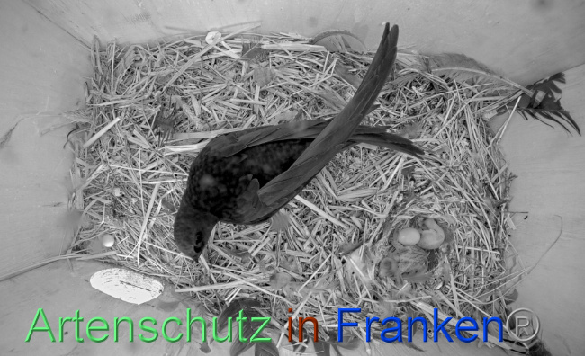 © Artenschutz in Franken® Bild zum Eintrag (1070210-160)