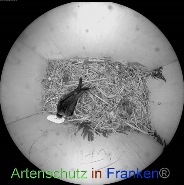 © Artenschutz in Franken® Bild zum Eintrag (1070211-160)