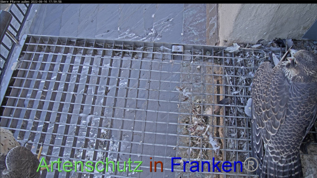 © Artenschutz in Franken® Bild zum Eintrag (1070267-160)