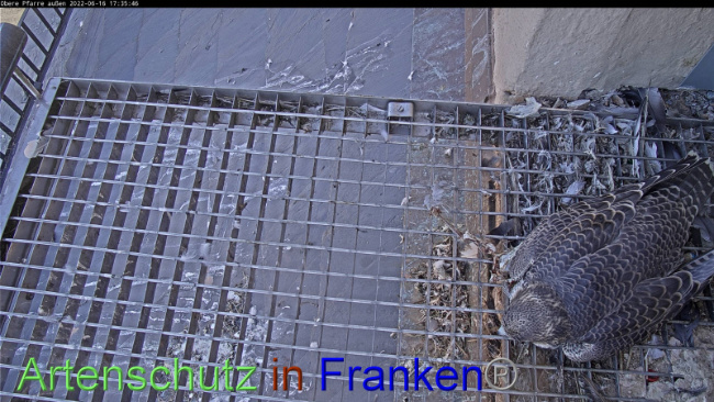 © Artenschutz in Franken® Bild zum Eintrag (1070268-160)